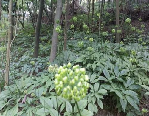 【竹节参】1种“竹节参”在山上,殊不知“名贵”,有紫黑色的花朵,奇特!