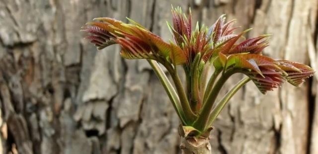  农民■“天价香椿”的背后，农民赚的盆满钵满？老农4句话，点醒