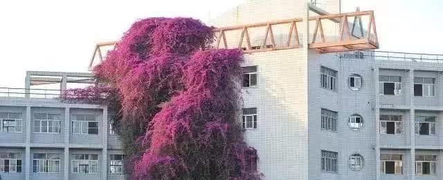 养三角梅，一口气窜到“7楼高”有多难得？广西人：这不很简单吗