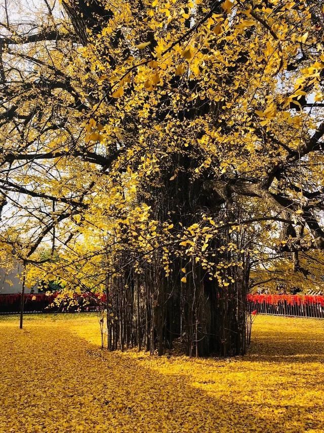 李世民种的银杏树火到国外,美了1400年!西安,火出圈了