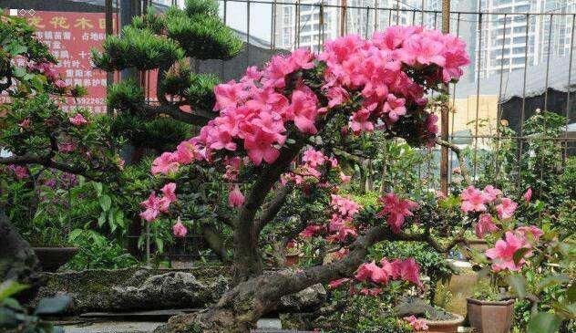 品种■嫁接茶花和自然生长茶花有什么区别?嫁接的好不好养?