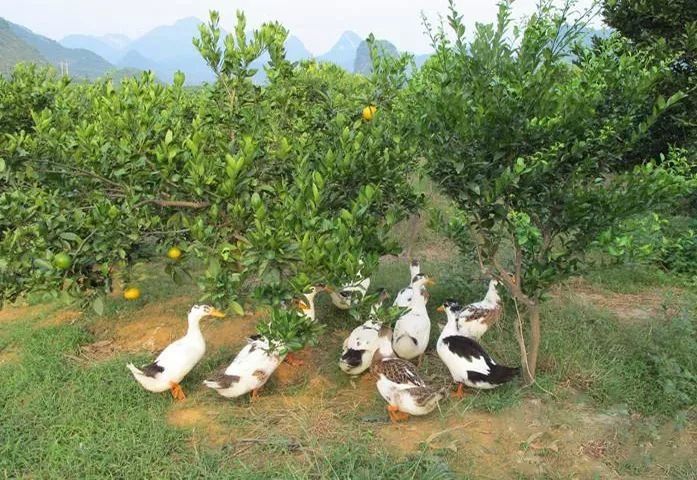 果园养鸡鸭鹅?出大事了!