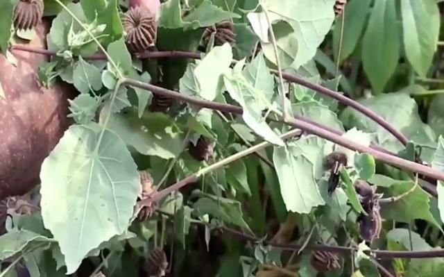  【果实】这种野草在农村经常见到，果实像磨盘，不料价值珍贵很