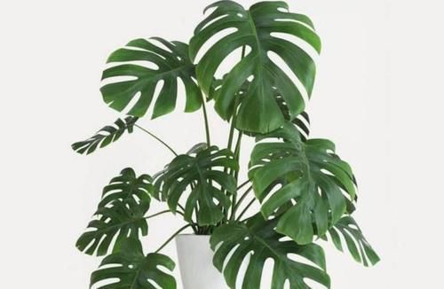  『盆栽』室内养6种植物，能净化空气环境，点缀家居、有益健康