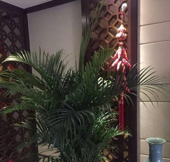  富贵@客厅就养这3种花，富贵大气颜值高，你家有吗？
