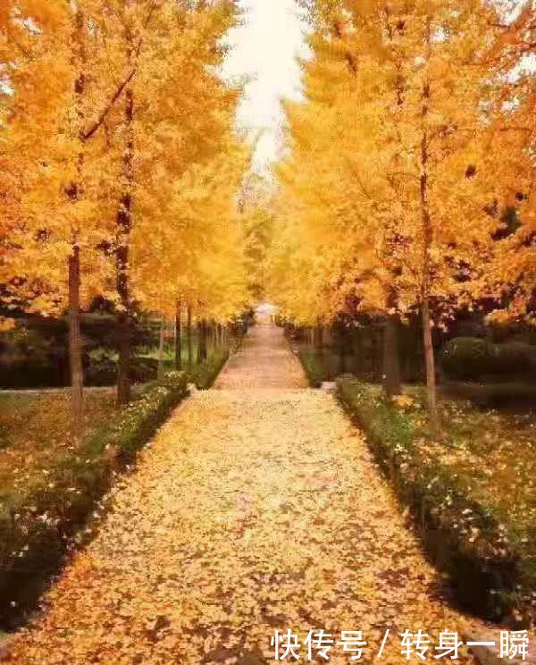 海山公园银杏林美得“火”了