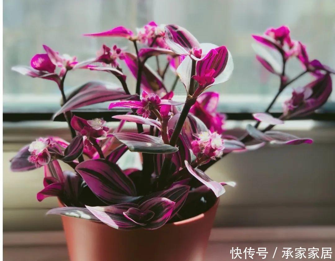 『矾根』4种花就要多晒,太阳下面会变色,叶子比花还好看!