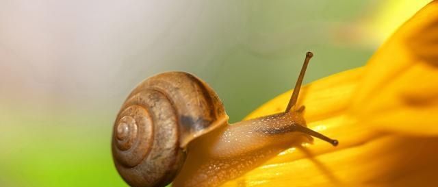  「品种」蜗牛的品种很多，养殖时，要根据当地具体情况因地制宜