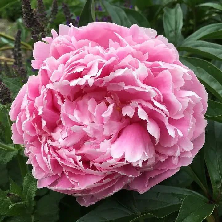  『王城公园』保安专门看护的绿牡丹凋落了，是谁的损失？