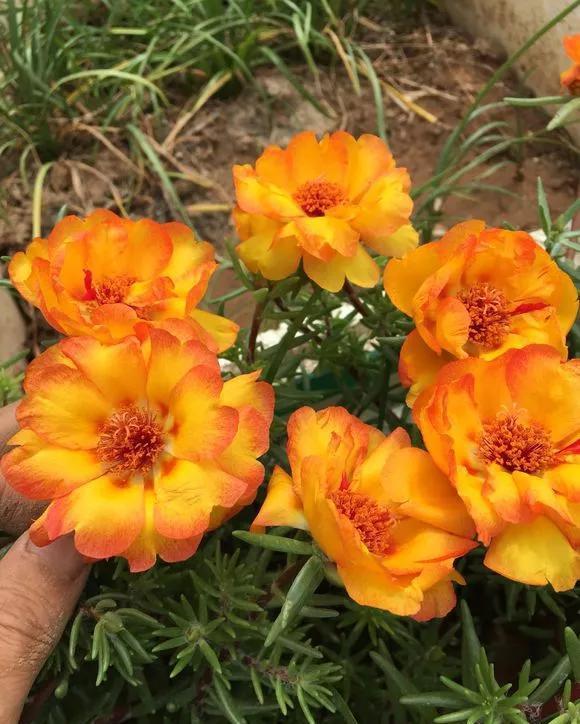  『长春花』6种花喜欢晒太阳，越晒花越多，一开200天不歇气！