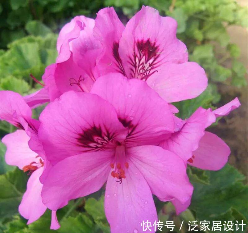  每种■110种天竺葵，每种都超美，看看你认识多少种？