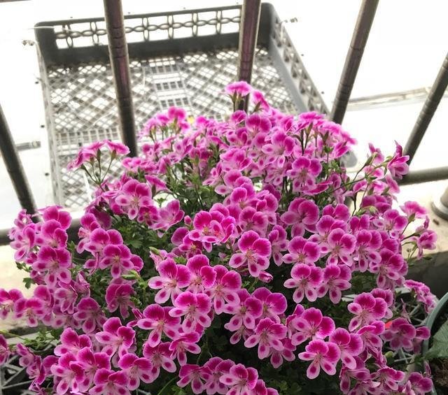  狂野：3种普通花，开花很狂野，最适合养阳台上，四季观花海