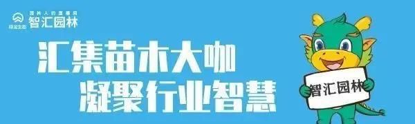 药罐子@智汇园林|如何养好月季这个“药罐子”
