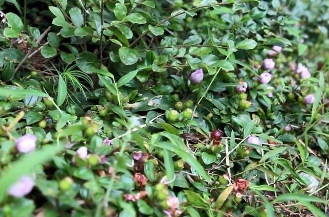 农村小哥山里摘这种黑黑的野果，农村娃基本都吃过，你认识吗？