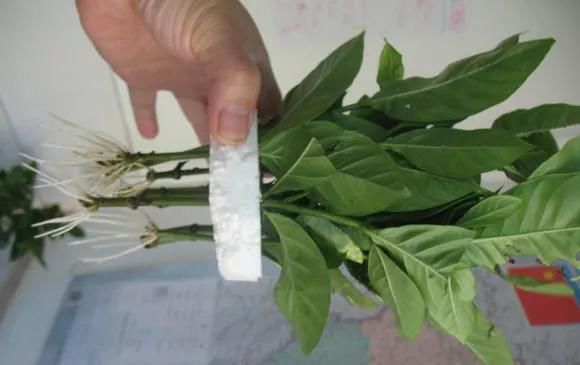  花钱买■“4种花”不用花钱买,折根枝条放水中,半个月生根,好养活的很