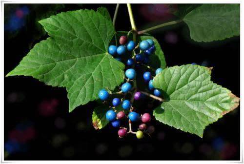 它被农村人称作“假葡萄”，老人说吃不得，殊不知其能止痛止血！