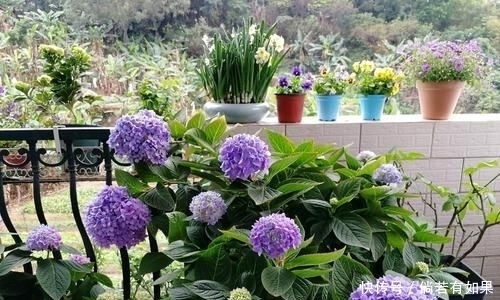 『位置』喜肥的绣球花该怎么施肥?用错肥比不施肥更危险,容易烧苗枯苞