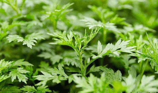  花园里：花园里养上“3种花”，蚊子都吓跑，为了家人，养上一些吧！