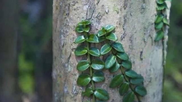  「中草药」农村一种常见植物，是珍贵的中草药，人称“上树龙”，价值珍贵