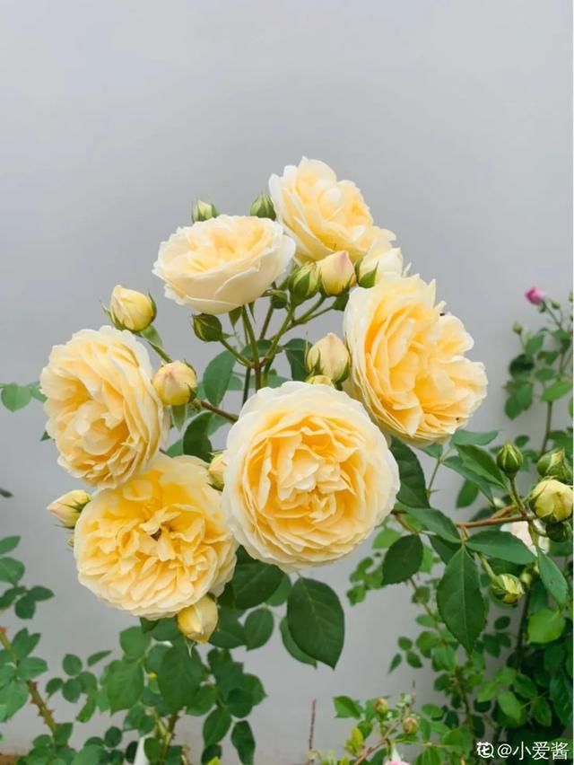  开出漂亮■阳春三月，出门踏青，原来有这么多漂亮花！