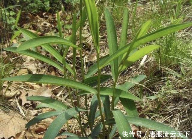  『值钱』1种植物在农地里，枝叶看着像“野草”，根茎却值钱，请珍惜它！