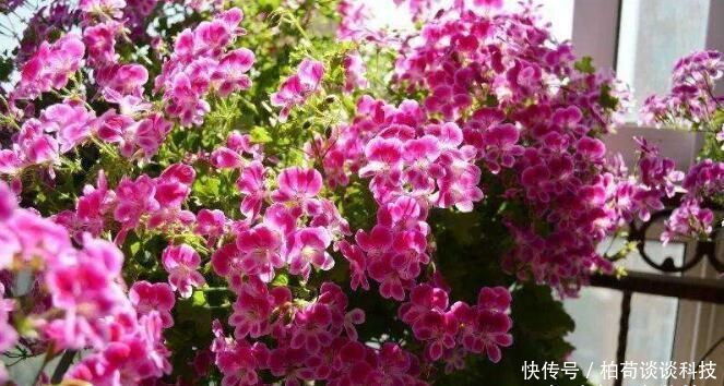  『扦插』春天种花3种，枝条沾土就生根，阳台变花