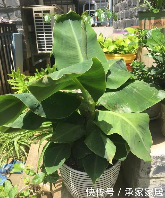 绿萝■能盆栽的迷你香蕉树,比绿萝还耐阴的花,叶子亮得像打蜡!
