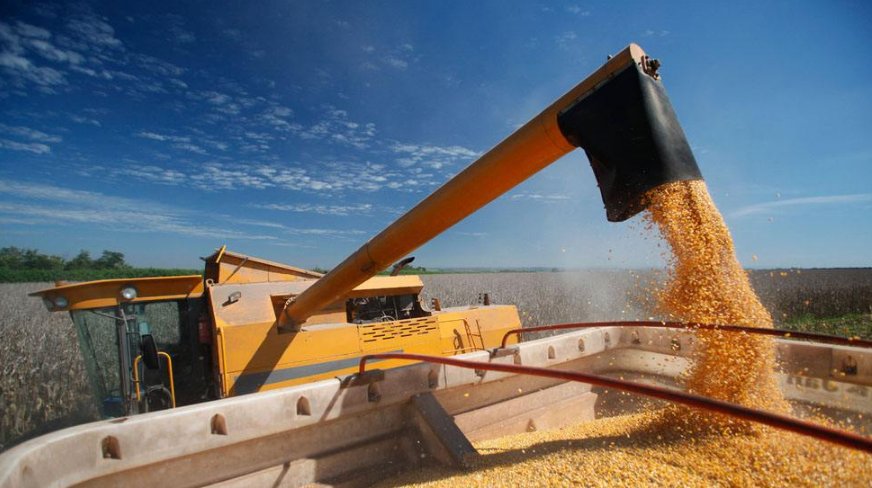  玉米■农村遇小贩收粮食，“应该注意”的一点农民要记清