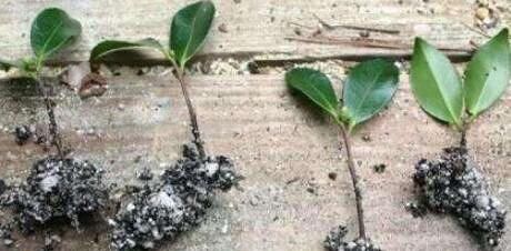  「扦插」山茶花，剪1节枝就能种10盆，枝繁叶茂开花多，年年春节开爆盆！