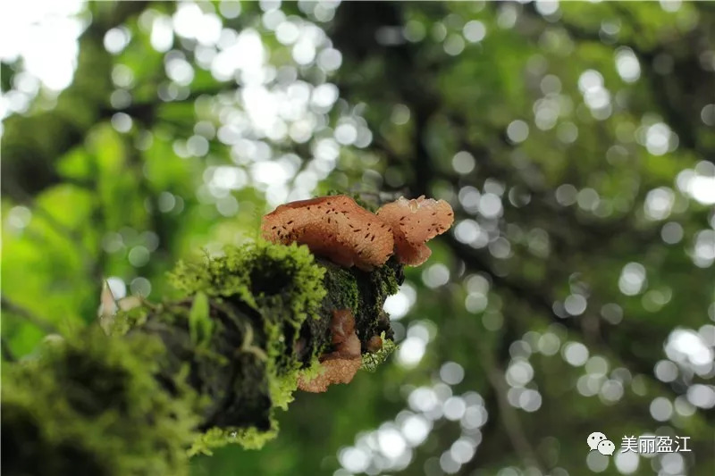 德宏盈江有个"云端上的寨子"