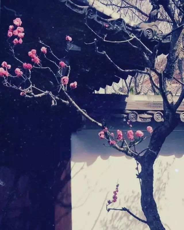 当你老了，我们去乡村安家