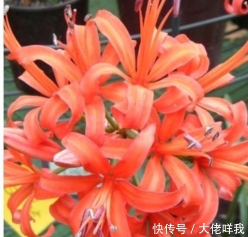  [最简单]到底是彼岸花还是娜丽花？开花爆盆还傻傻分不清，老司机一招区别