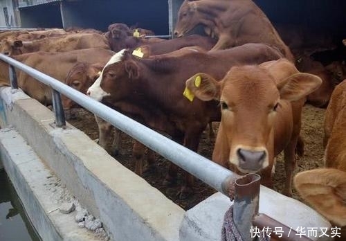  #利润#养10头牛能够赚5万，为何养100头牛，利润远远低于50万？