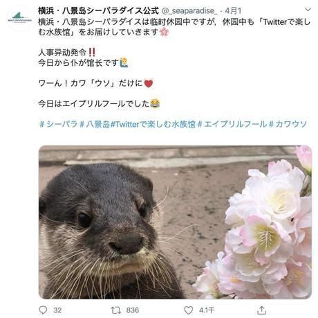  『企鹅』放企鹅去探险，带树懒和海豚联谊！国外的动物园真是玩得越来越野了！