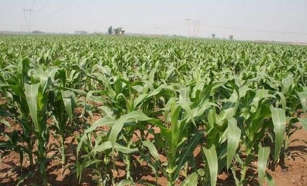  [田地里面]玉米什么时候会分支是怎么回事？针对玉米分支现象需要注意的事项