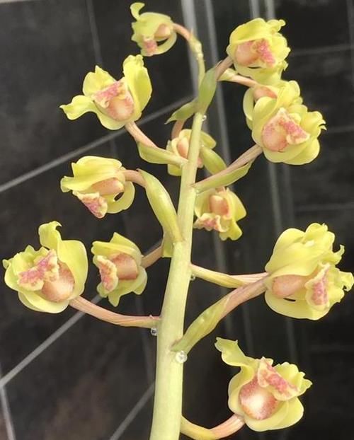  #花香#花色最高贵的兰花，花量超高，花瓣飘逸，花香浓郁，养花就选它