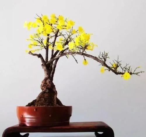  「身价」这六种植物越养越值钱，在家养几年，身价猛涨几倍！你家养了几种