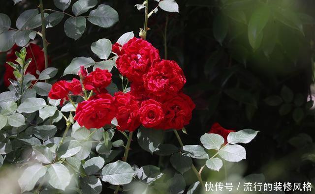 『花无』月季——只道花无十日红,此花无日不春风