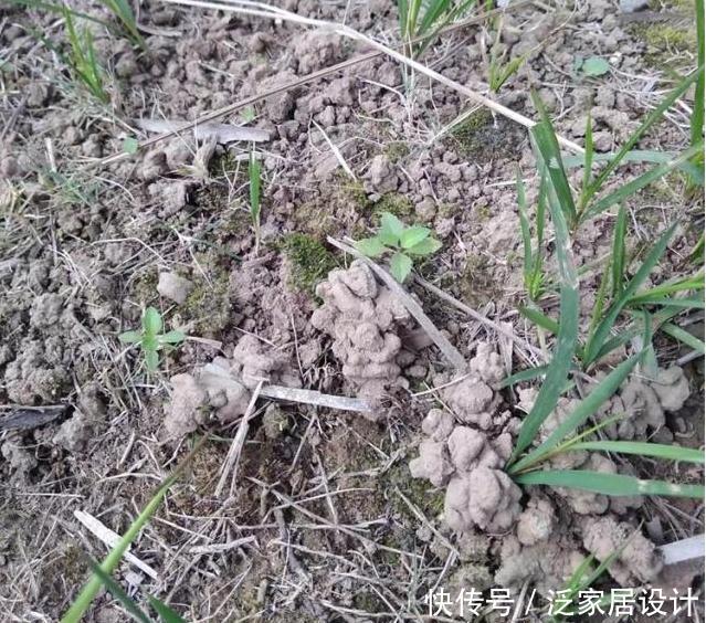 『万能』月季瘦瘦难长,盆里掺点“万能土”,枝粗叶壮,花芽呼呼冒出头