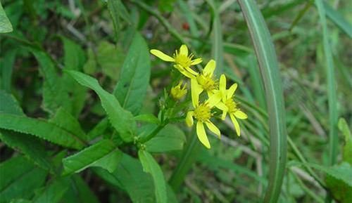 人称@人称“千里光”,过去农民见到就拔掉,孰不知作用大,一斤卖15元