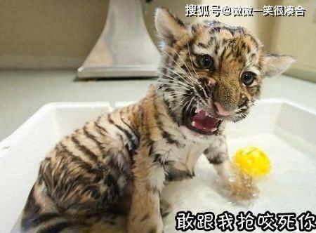  #校园#笑弯了腰的校园糗事校园笑话