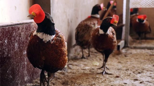  「野鸡」90年后，年轻人在城市创业困难，回到农村养鸡，只卖给