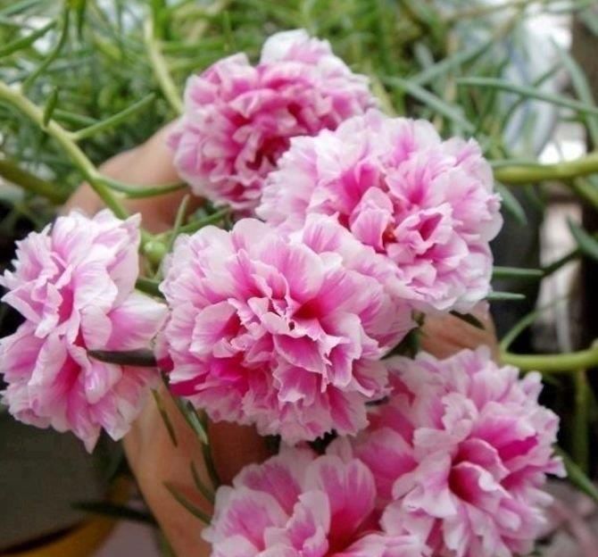  幸福树■此花超漂亮，沾土就活，看了就让人沉醉，年年开花不断，美！