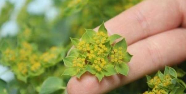 农村有种野草叫黄金叶，从前不受农民待见，如今却发现其价值珍贵