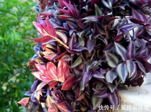  「精髓」夏季养护吊竹梅，“精髓”都在这4点上，长势爆盆，娇艳鲜亮！