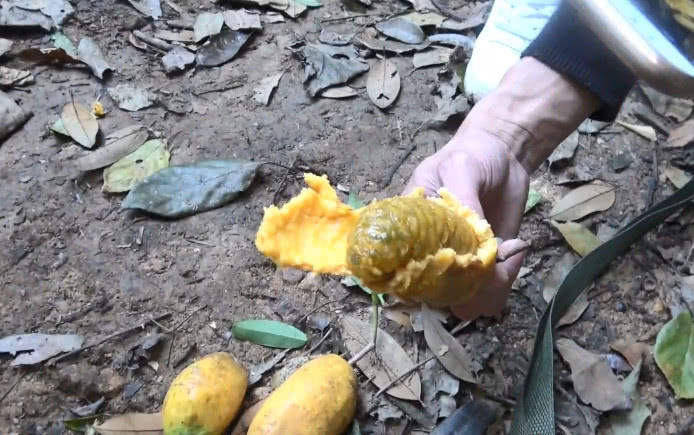 农村小伙到野外山上爬树，就为了采摘这种野果，你吃过没