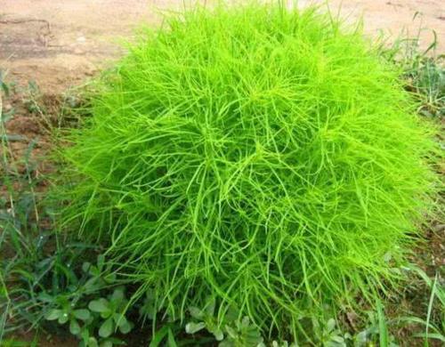 农村有种“扫帚菜”，常被用来做扫帚，殊不知它的药用价值更珍贵