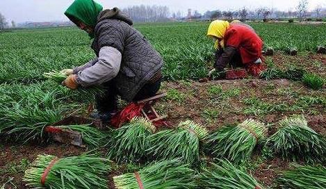 民间:春天头刀韭菜能吃吗?为何说韭菜不吃“第一刀”?答案来了
