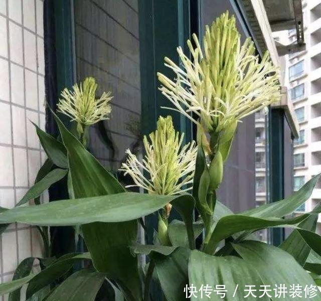  『寓意』3种植物能开花，平常很少见，寓意“阖家幸福”，能见到是幸运