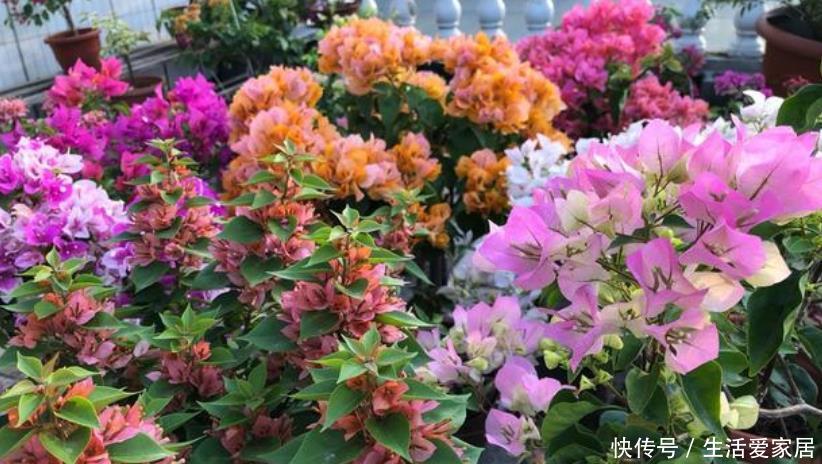  『芹叶牡丹』5月养花，首选4种花，花期长、颜值高，晒晒太阳开花一茬又一茬！
